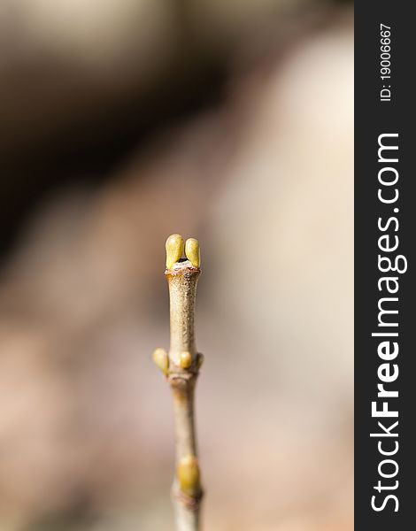 A portrait view macro of a spring bud isolated by the creamy boekeh of the background. A portrait view macro of a spring bud isolated by the creamy boekeh of the background.