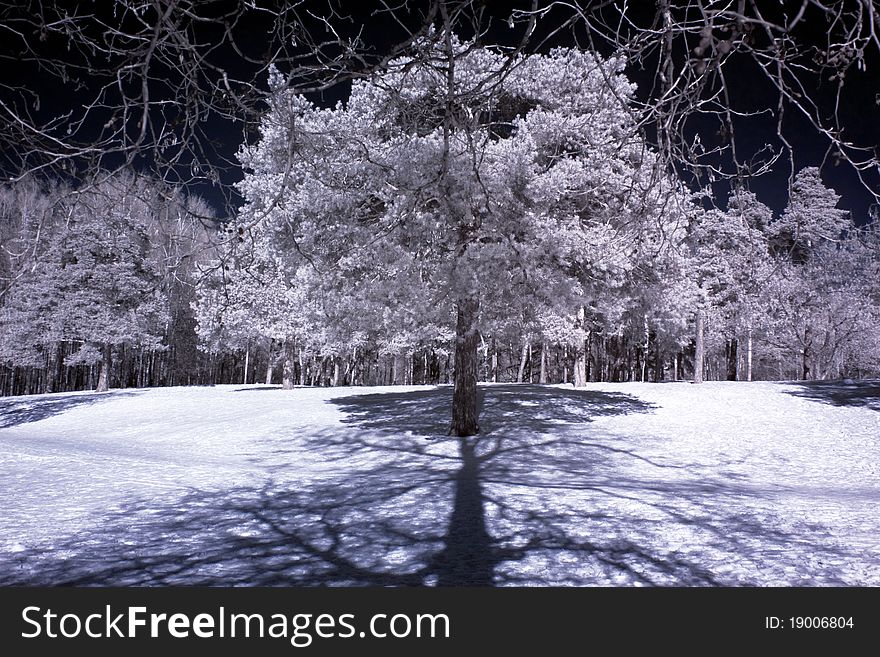 Trees In The Winter