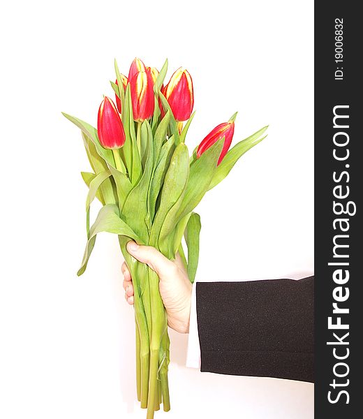 Hand holding tulips on a white background