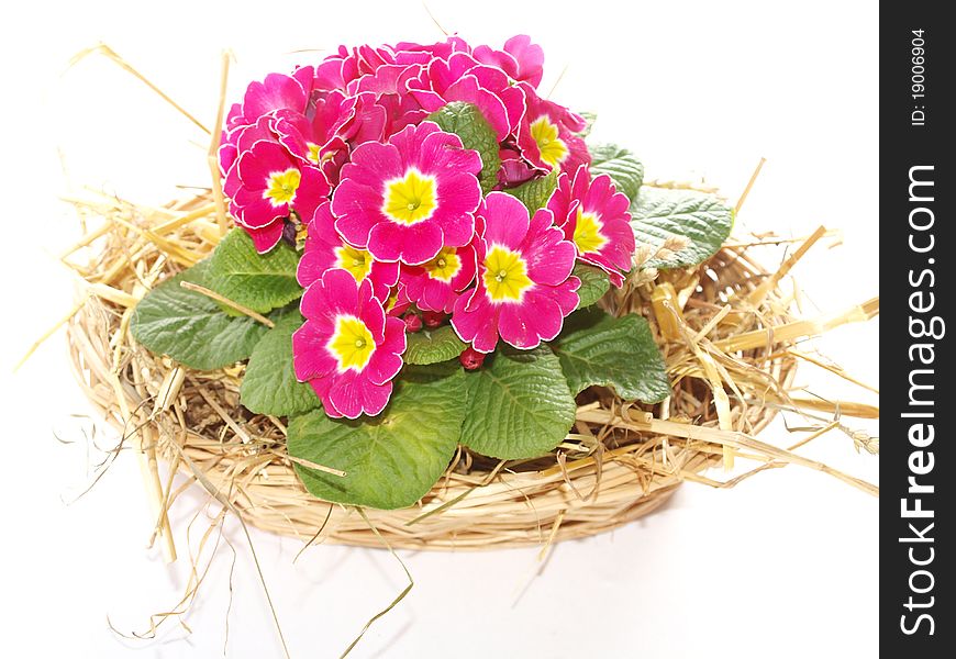 Spring background with flowering primula