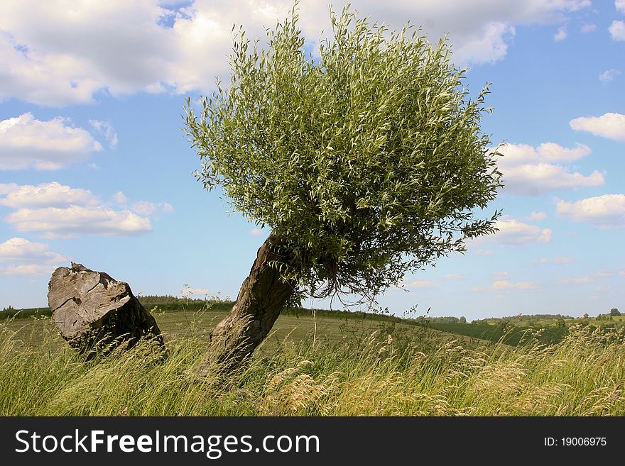 Willow tree on green field