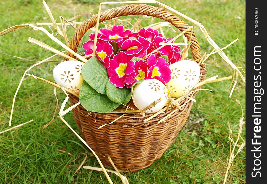 Easter eggs in basket with polyanthus