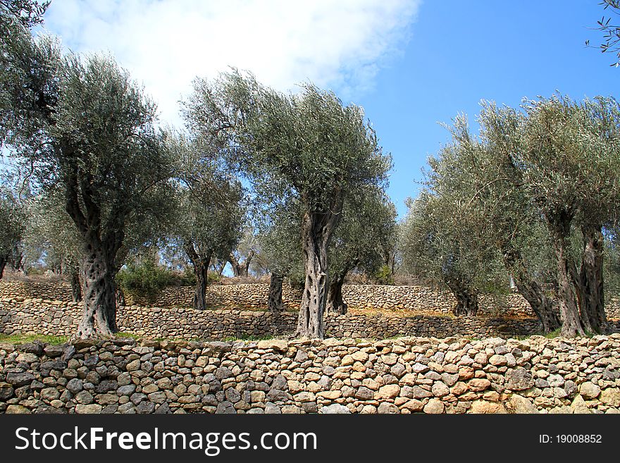 Montenegro ulcinj olive fruits tradition