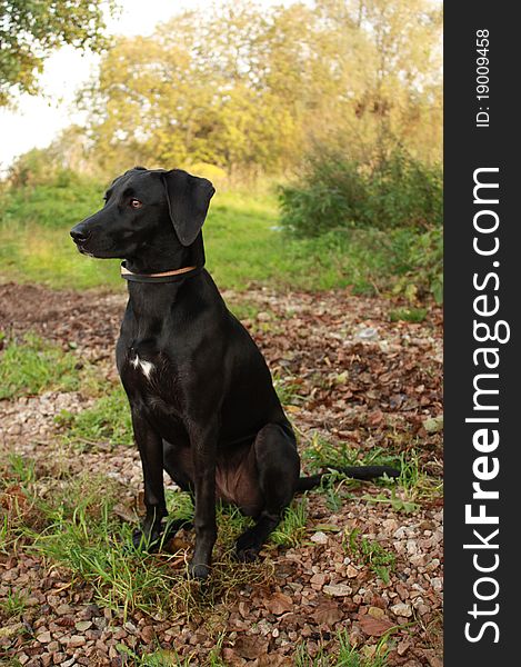 Black dog sitting on the grass. Black dog sitting on the grass