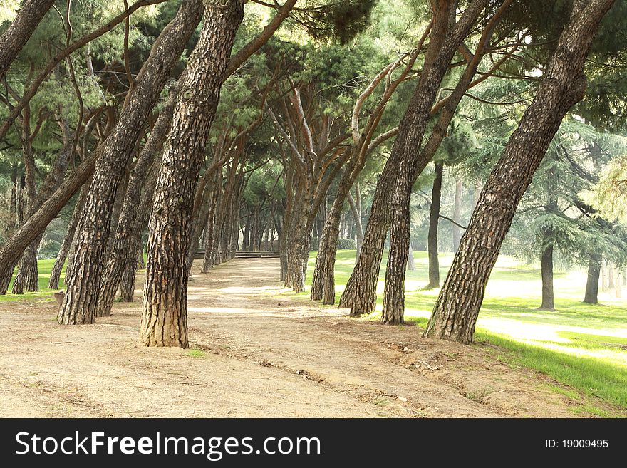 Quiet path in the park in spring morning. Quiet path in the park in spring morning