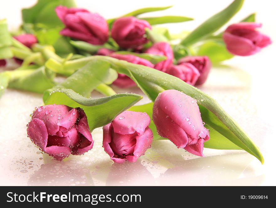 Studio photo of fresh dewy tulips on white background. Studio photo of fresh dewy tulips on white background