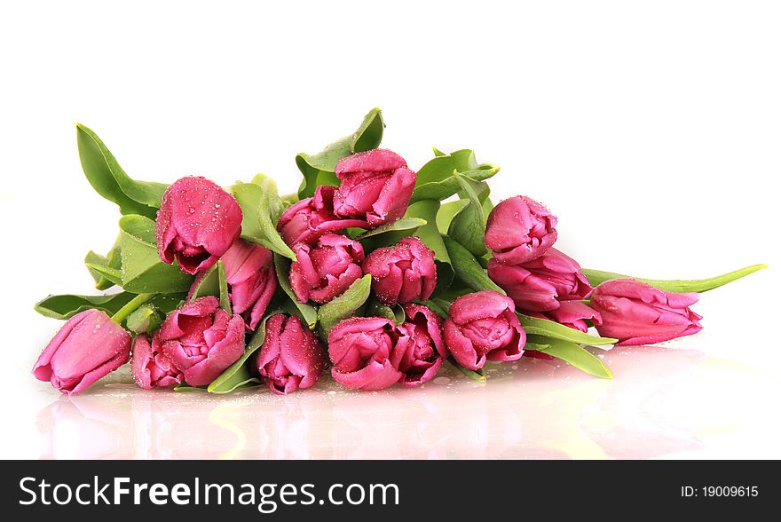 Studio photo of fresh dewy tulips on white background. Studio photo of fresh dewy tulips on white background