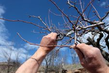Pruning Royalty Free Stock Photography Pruning Royalty Free Stock Photography
