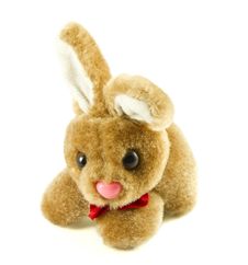 Bunny Rabbit Royalty Free Stock Images Bunny Rabbit Royalty Free Stock Images