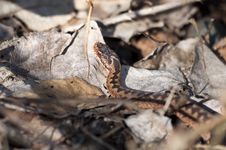 Adder - Vipera Berus Stock Photography Adder - Vipera Berus Stock Photography