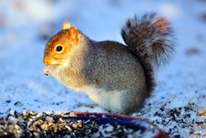 Eastern Gray Squirrel Stock Photo