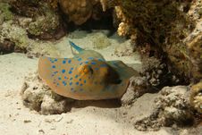 Blue Spotted Stingray Royalty Free Stock Image Blue Spotted Stingray Royalty Free Stock Image