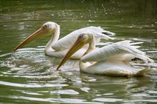 Pair Of Pelicans Wading In A Pond. Stock Images