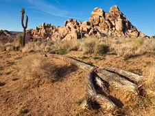 Joshua Tree National Park Stock Image Joshua Tree National Park Stock Image