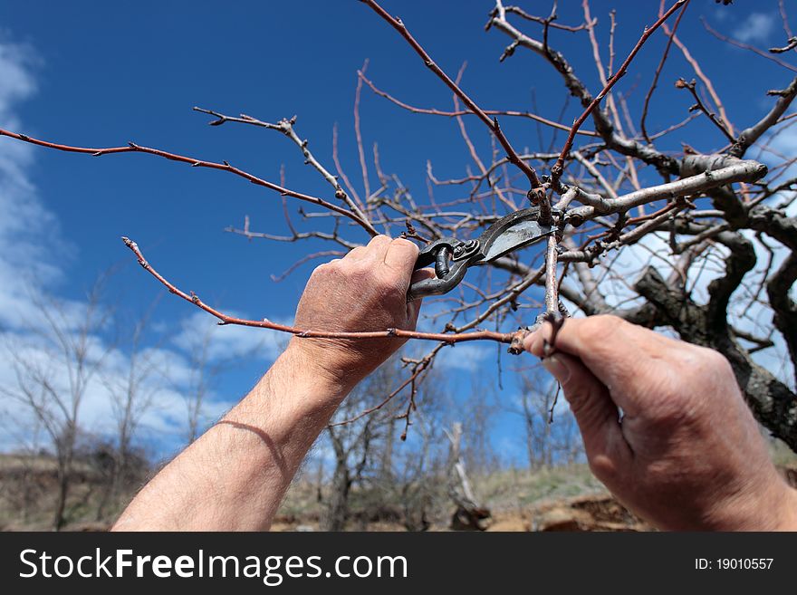 Pruning in a orchard in the spring