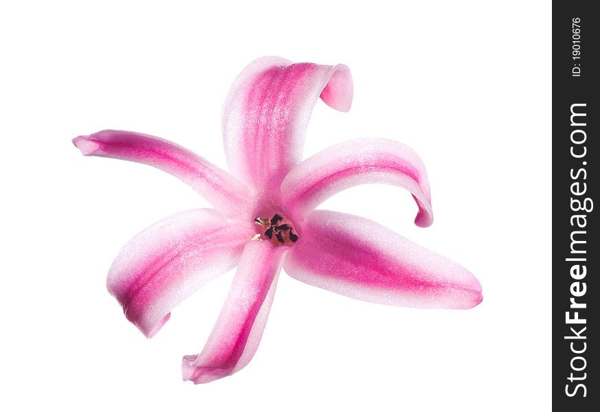Hyacinth flower isolated on white