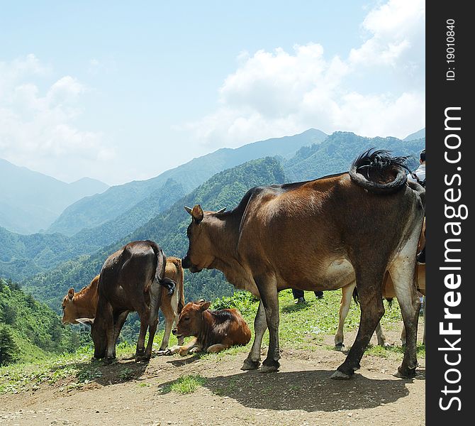 Downhill cattle in the Anhui mountain