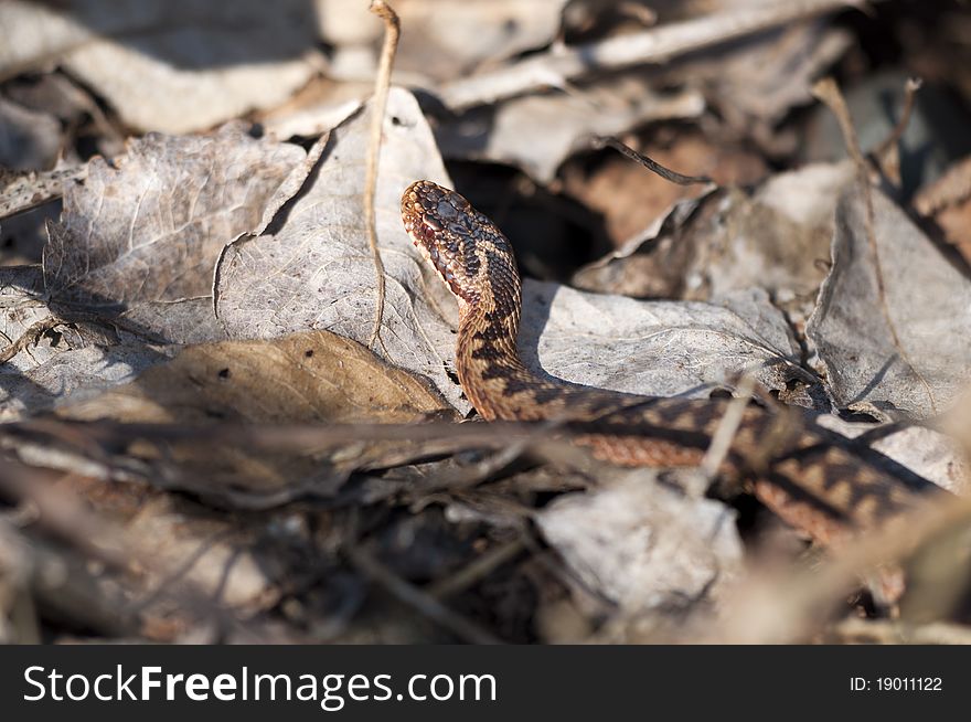 Adder - Vipera berus - On the hunt