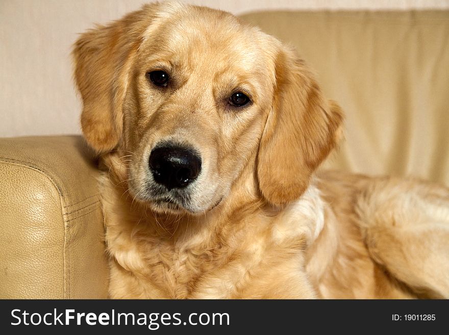 Picture of a Golden Retriever on a sofa. Picture of a Golden Retriever on a sofa.