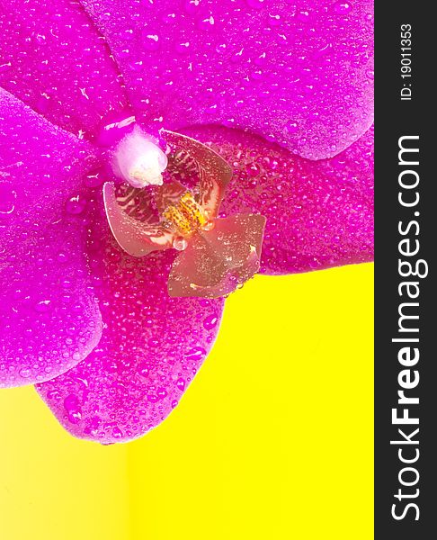 Beautiful flower, pink orchid on yellow background.