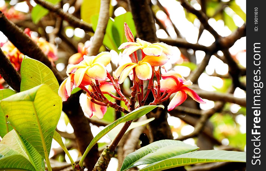 Plumeria flowers after the rain droplets to remain on the island leaves