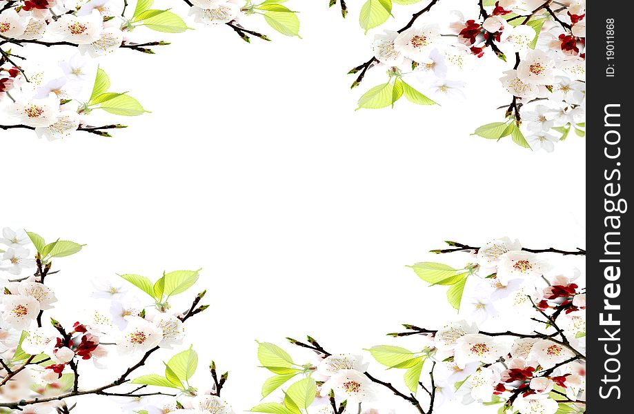 Blossoming branch of an apple-tree on a white background. Blossoming branch of an apple-tree on a white background