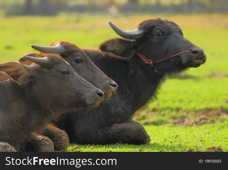 Buffalo in farm in Thailand