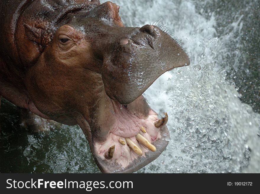 Hippopotamus is drinking water at khao kheow open zoo thailand. Hippopotamus is drinking water at khao kheow open zoo thailand