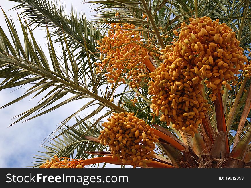 Date palm tree with clusters of fruits