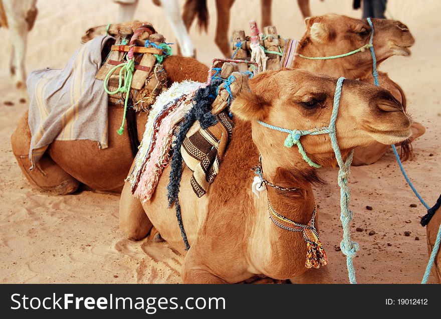 Arabian camels in the Sahara Desert