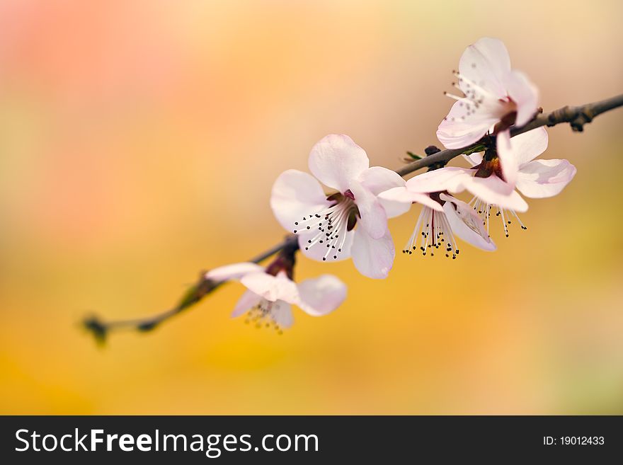 A shot of pink peachblossom in springã€‚