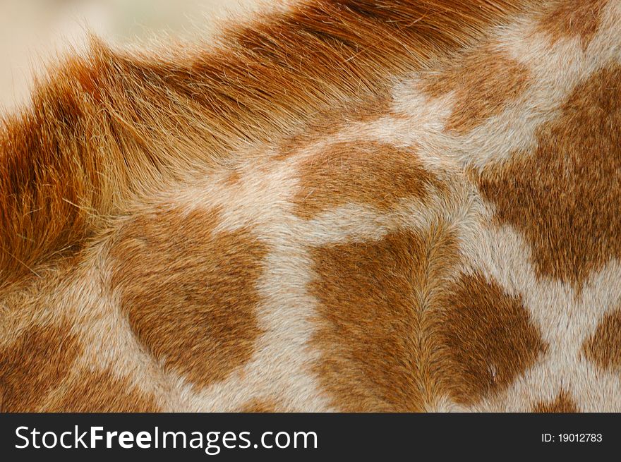 Closeup Giraffe Wool
