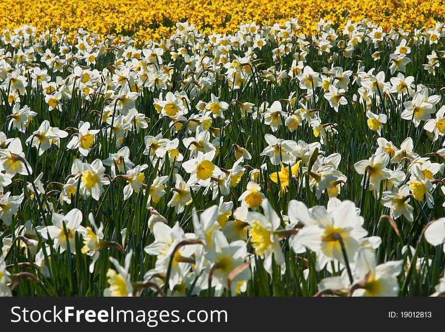 A field of daffodils, white and yellow at the front and yellow and orange at the back. A field of daffodils, white and yellow at the front and yellow and orange at the back