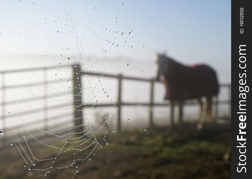 Dew covered cobweb with horse in the background. Dew covered cobweb with horse in the background