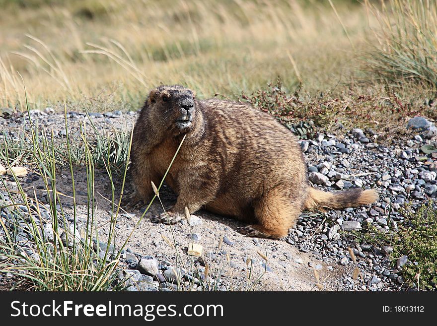 Giant marmot laying on stones in wild life