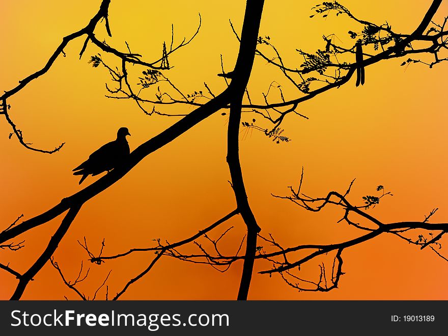 Photo silhouettes in the evening