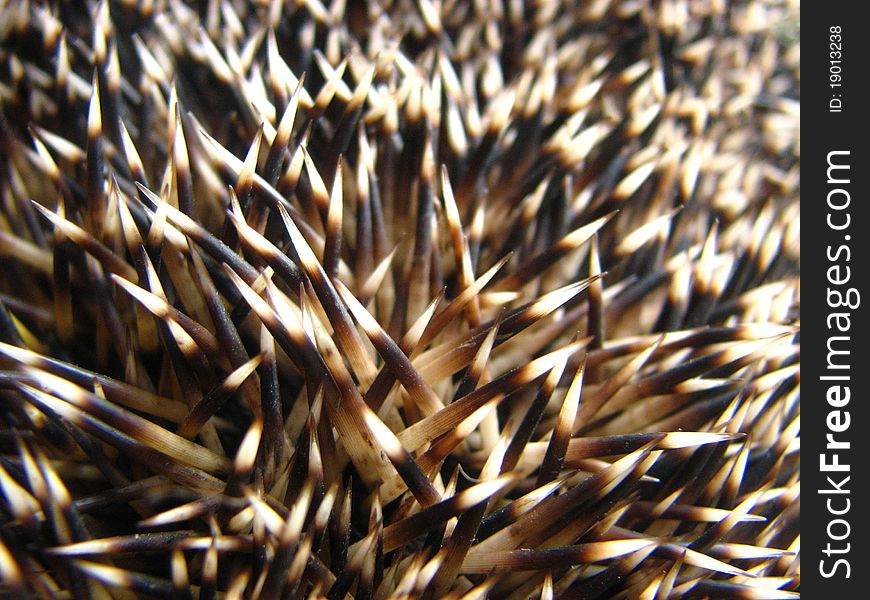 Two-tone hedgehog needles closeup.