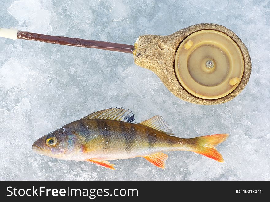 Perch fish with rod on blue ice