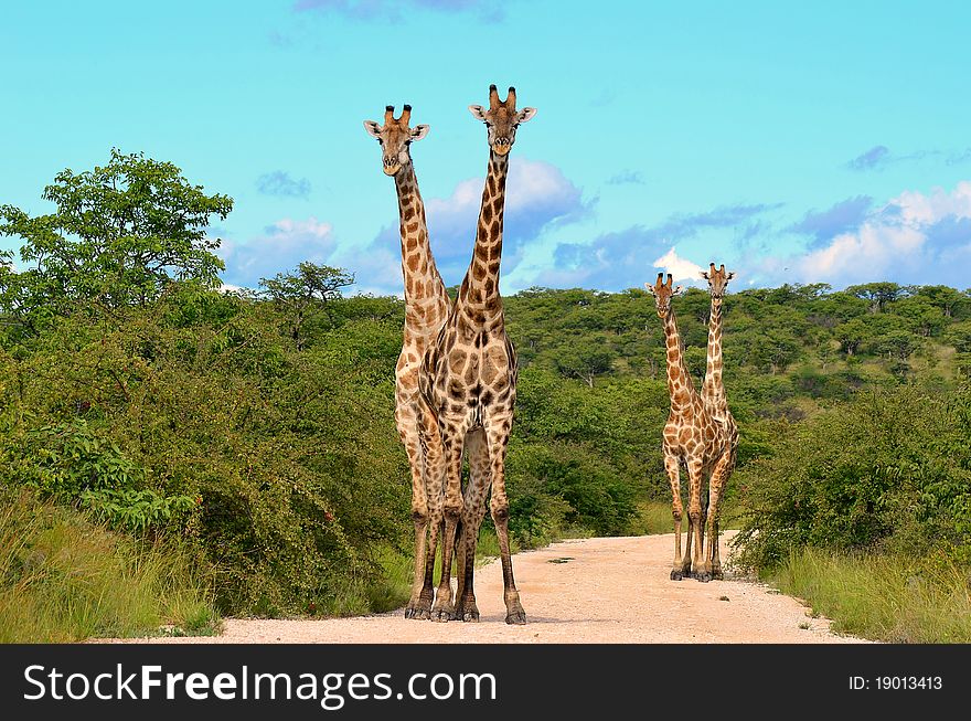 Two pair of giraffe in Etosha national park in Namibia,Africa. Two pair of giraffe in Etosha national park in Namibia,Africa.