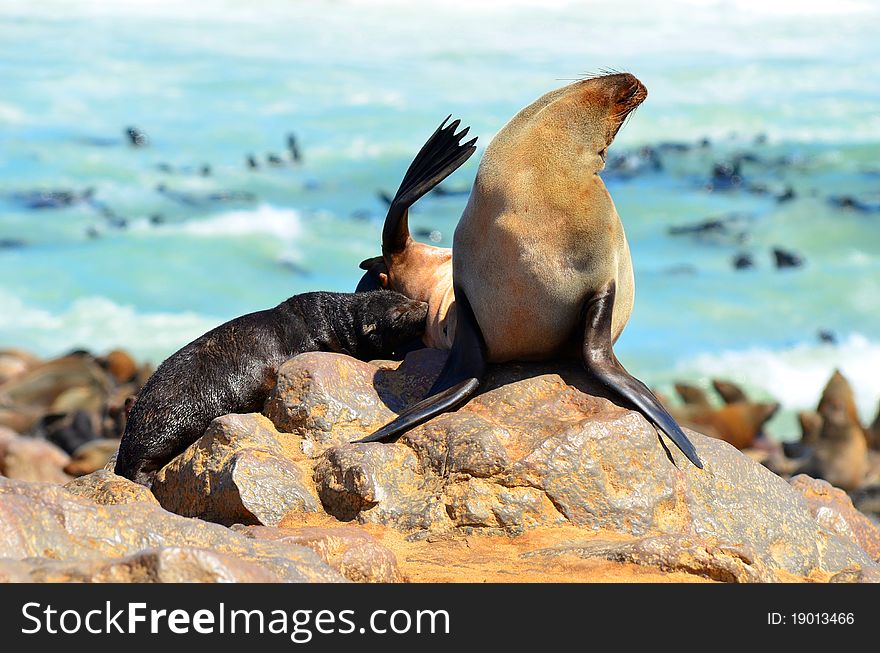 Cape Fur Seals in Cape Cross,Namibia,Africa. Cape Fur Seals in Cape Cross,Namibia,Africa