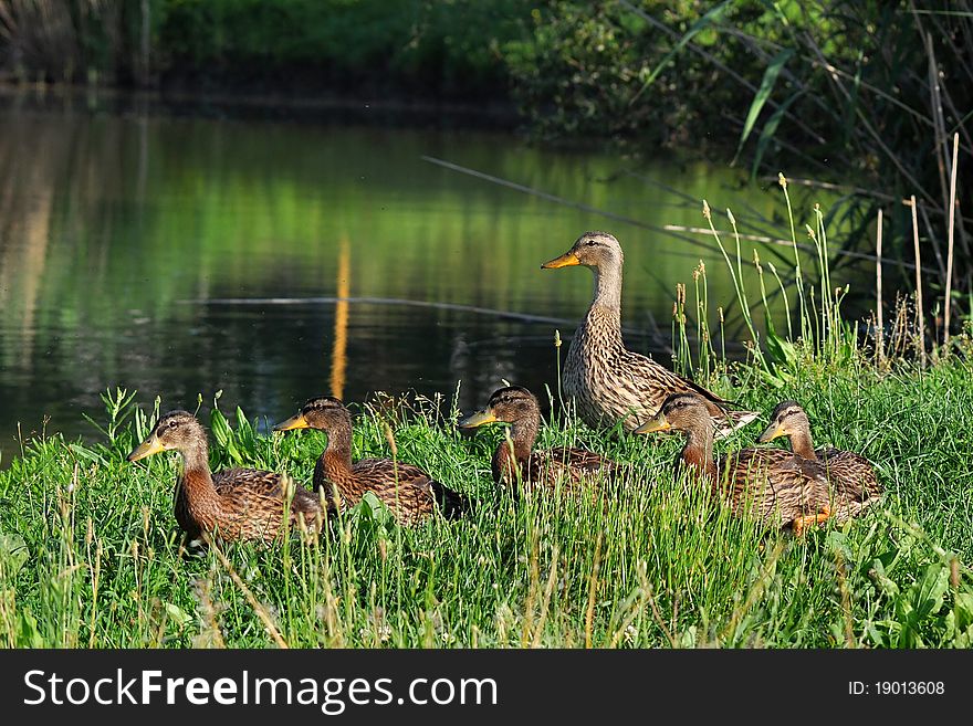 Young chicks of mallard were in a hurry to jump in to the water. Young chicks of mallard were in a hurry to jump in to the water.