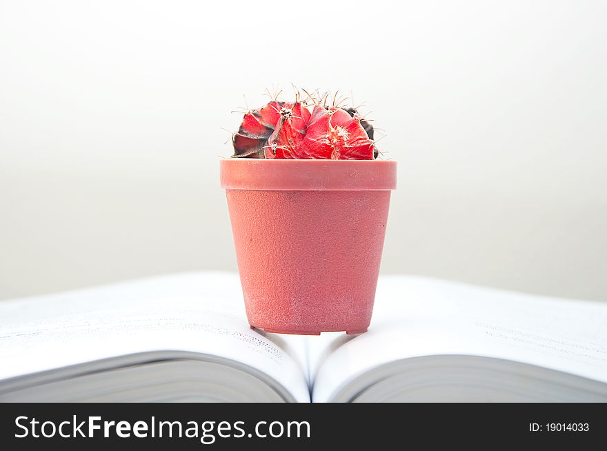 The little cactus on the book. The little cactus on the book.