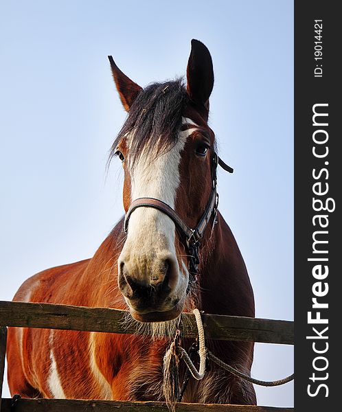 Bay Stallion tethered to a wooden fence. Bay Stallion tethered to a wooden fence