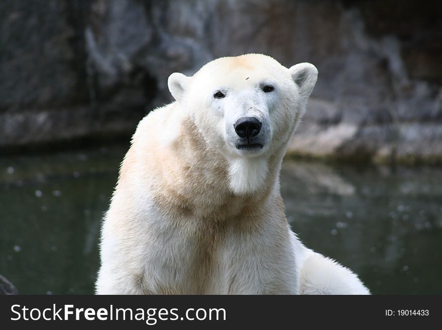 Polar bear sitting on a rock