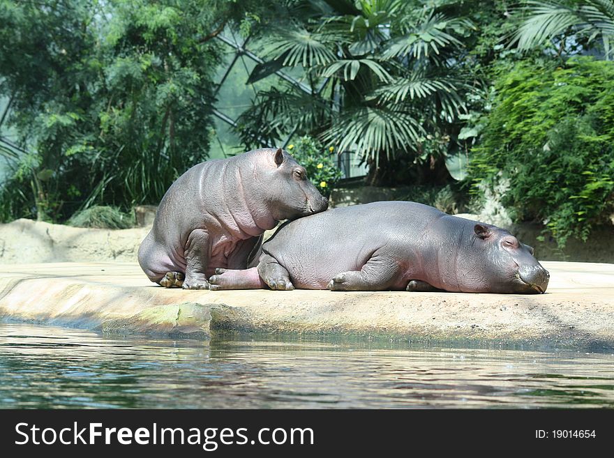 Two hippos lying in the sun and sleeping