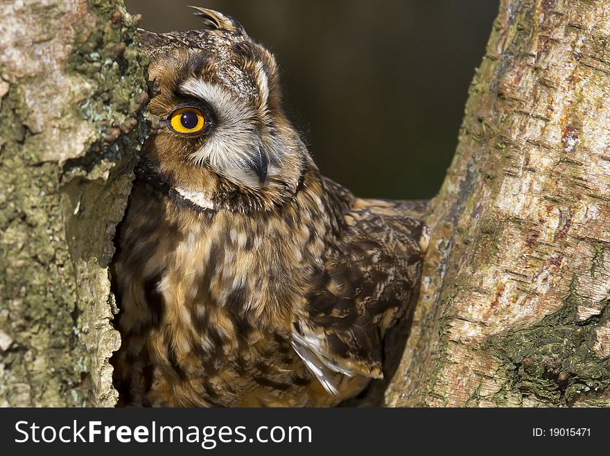 Long eared owl sat in a tree