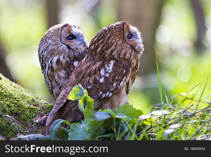 Two tawn owls gazing at an unseen object. Two tawn owls gazing at an unseen object