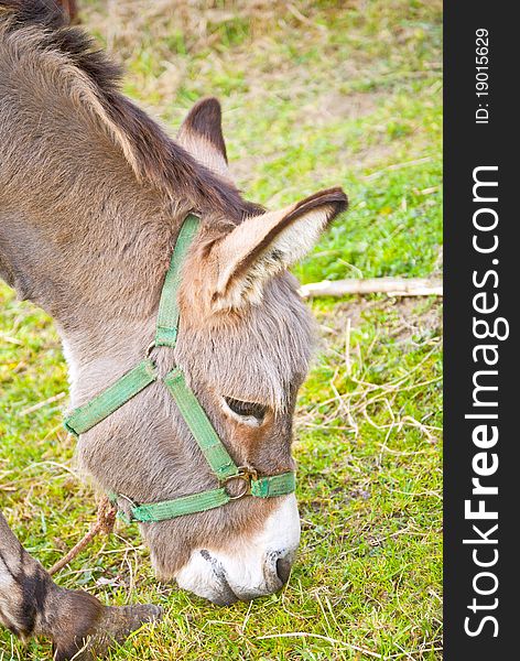 Small circus donkey eating grass