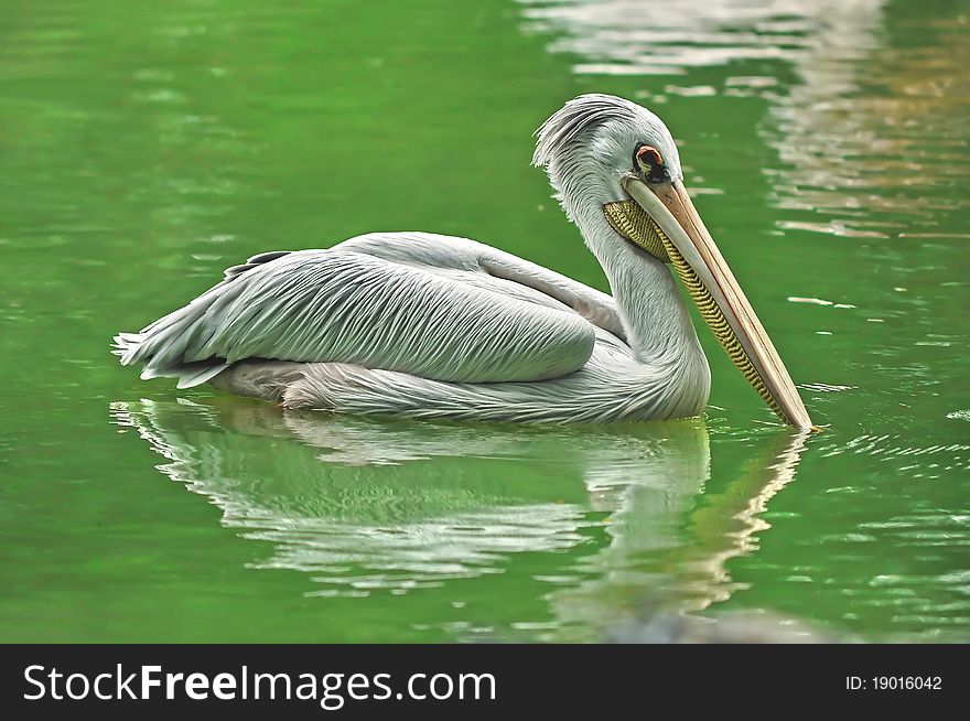 Solitary white pelican wading in a pond with its reflection for company. Solitary white pelican wading in a pond with its reflection for company.