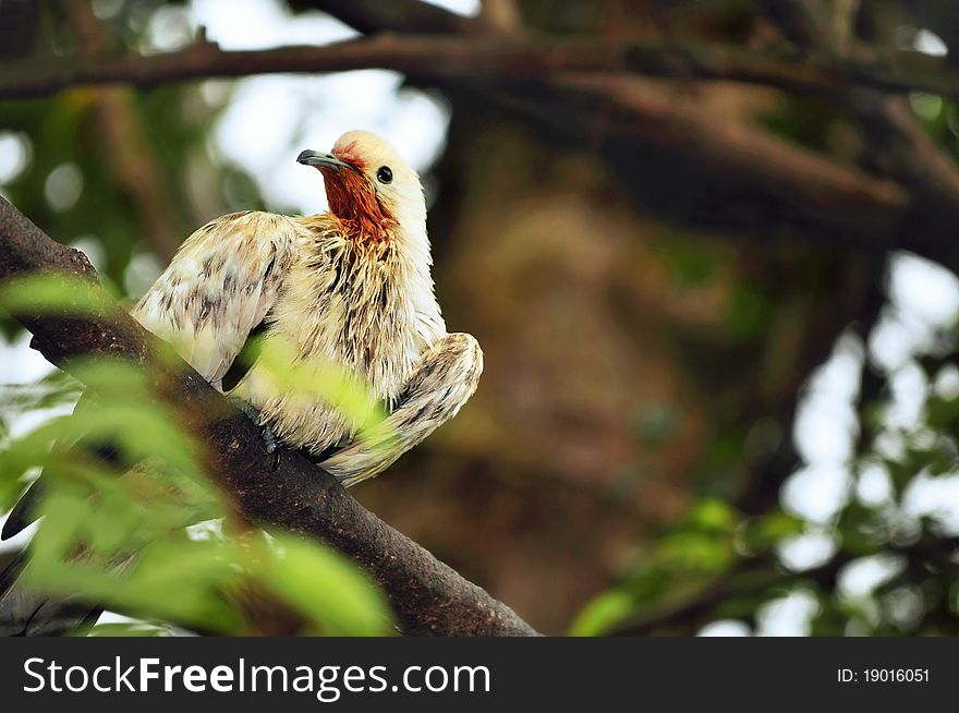 White pigeon with wet feathers sitting on a tree branch looking. White pigeon with wet feathers sitting on a tree branch looking.